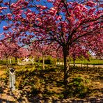 Zeit der Kirschblüte (360°-Ansicht)