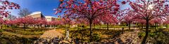 Zeit der Kirschblüte (360°-Ansicht)