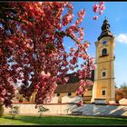 Zeit der Kirschblüte