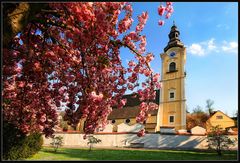 Zeit der Kirschblüte