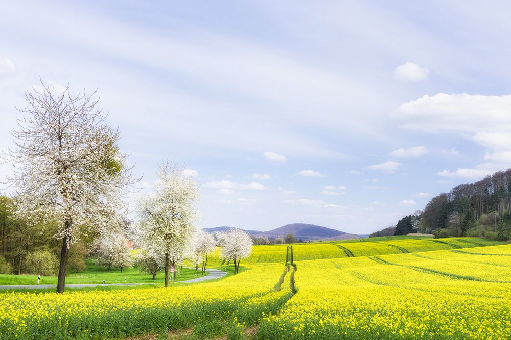 Zeit der Kirschblüte