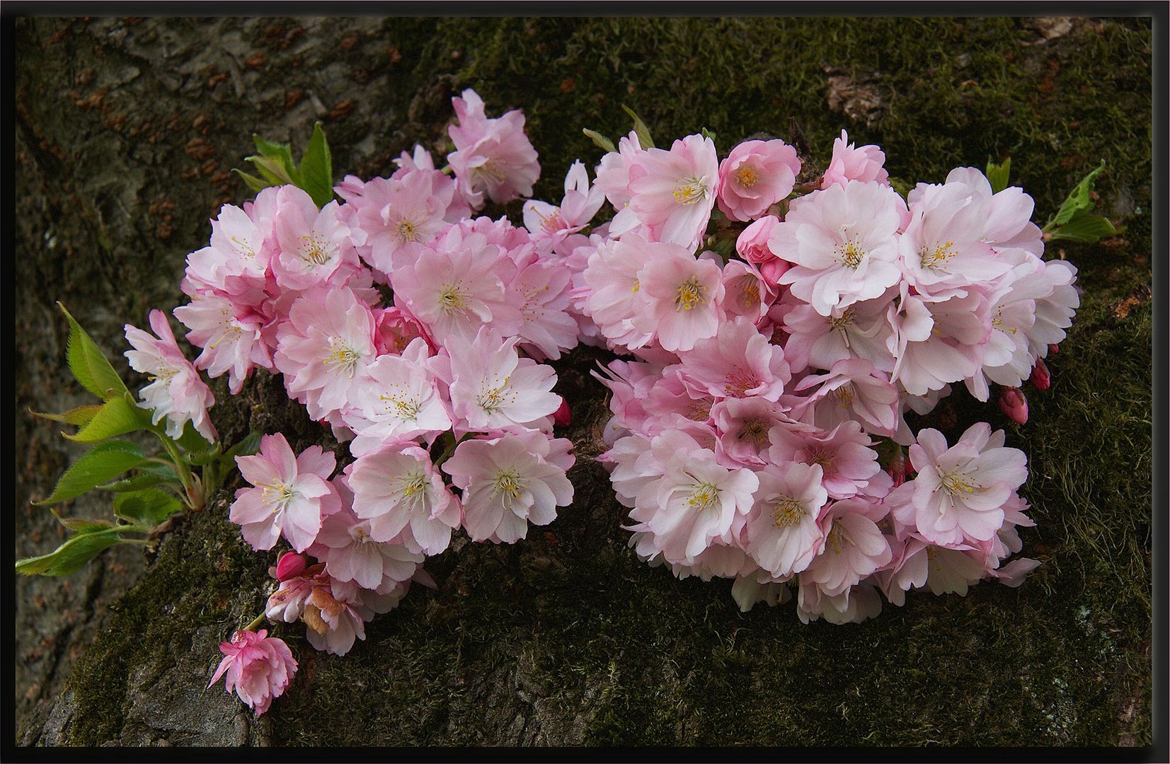 ZEIT DER KIRSCHBLÜTEN