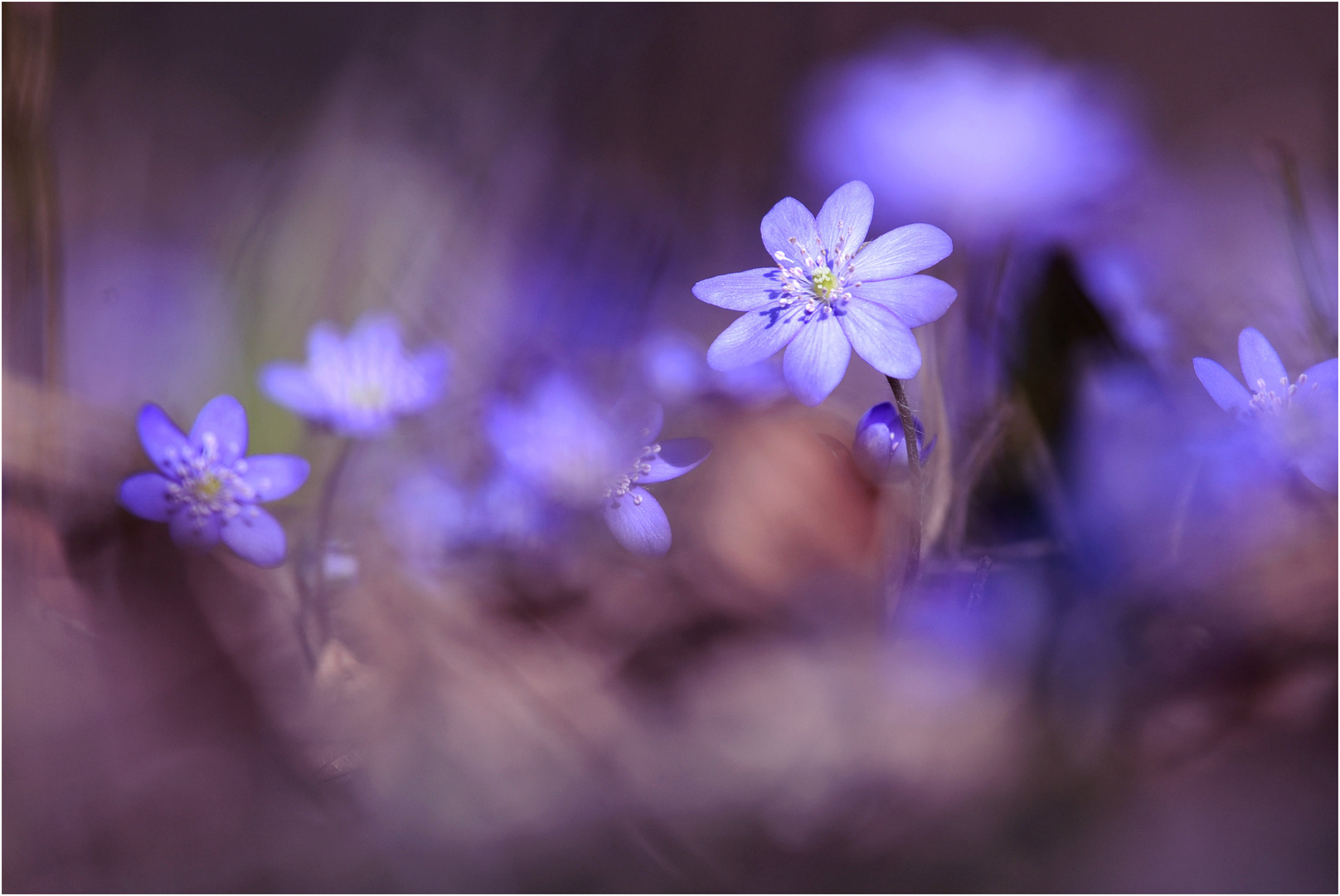 Zeit der Leberblümchen