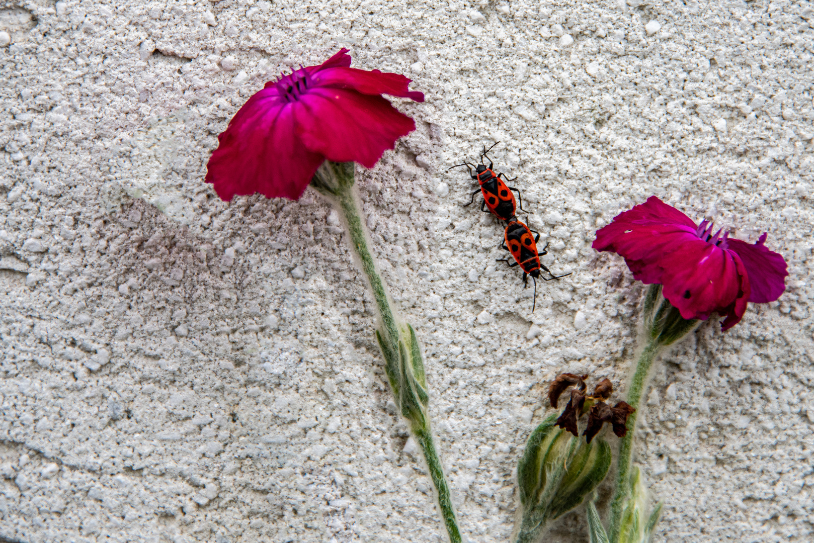 Zeit der Liebe