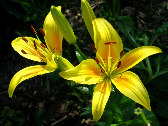 Zeit der Lilien