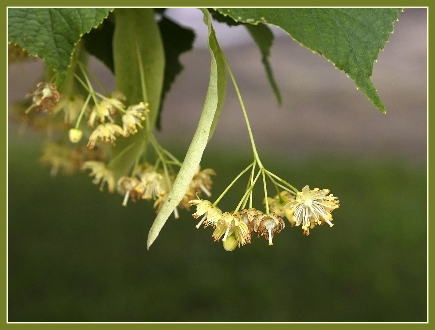 Zeit der Linden