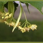 Zeit der Linden