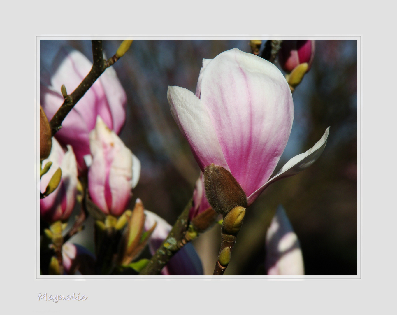 Zeit der Magnolien