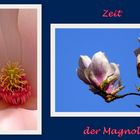 Zeit der Magnolien
