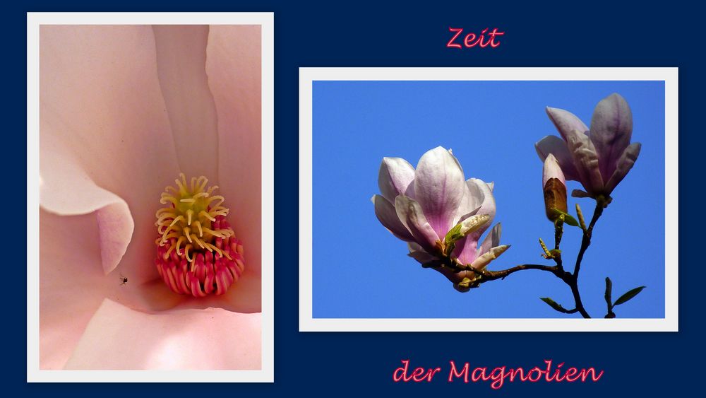 Zeit der Magnolien
