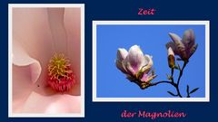 Zeit der Magnolien