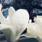 Zeit der Magnolienblüten