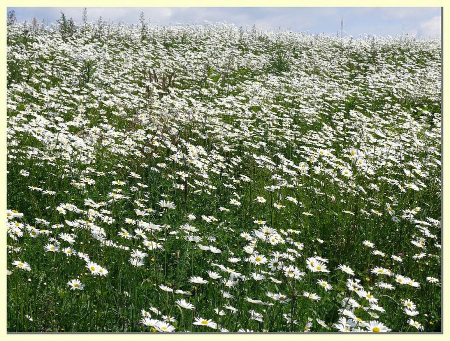 Zeit der Margeriten