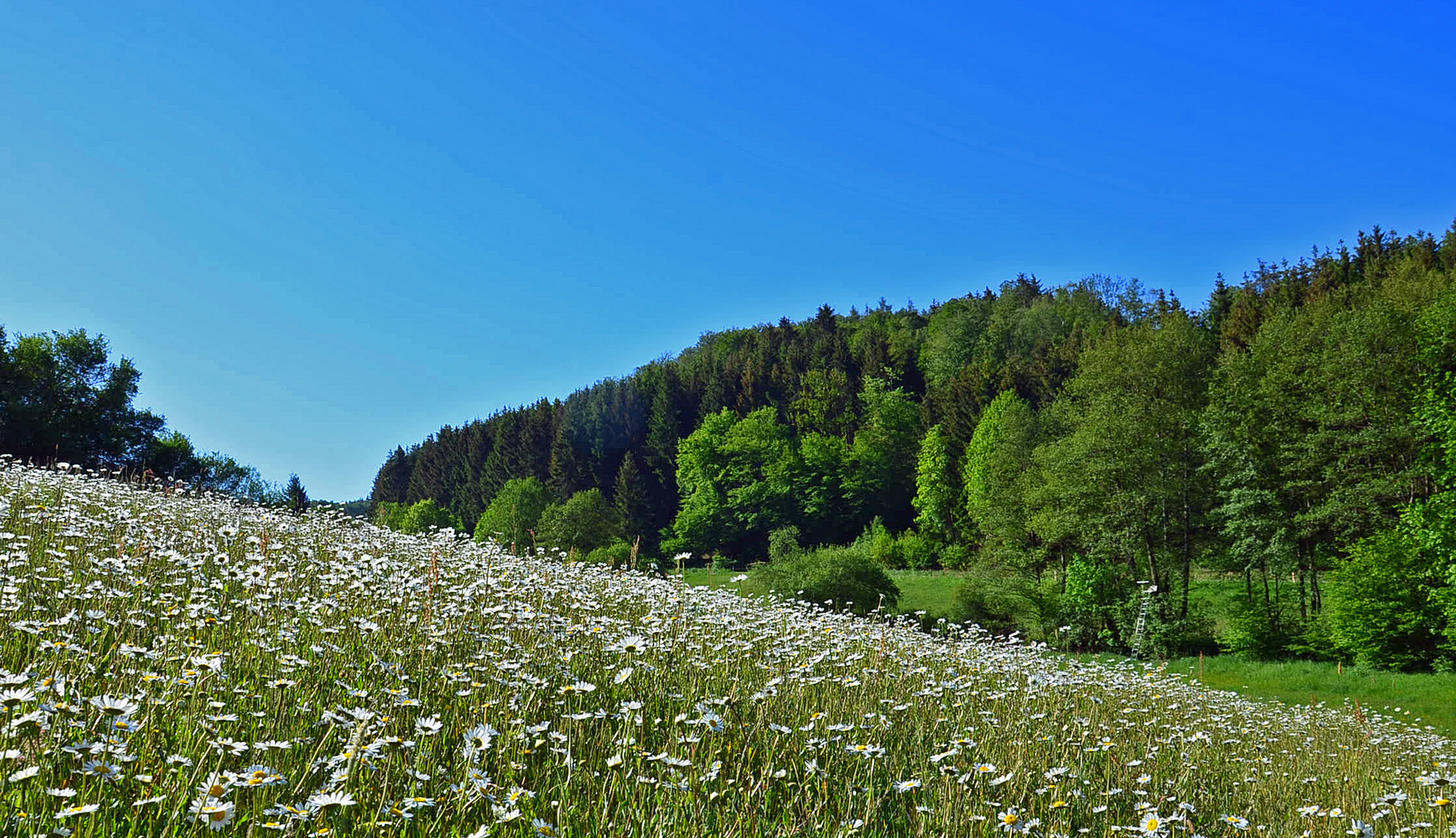 Zeit der Margeriten