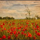 ZEIT DER MOHNBLÜTEN