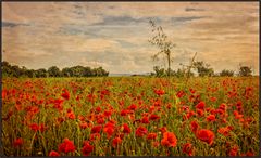 ZEIT DER MOHNBLÜTEN