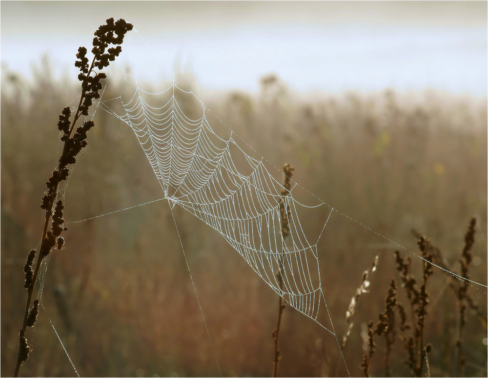 Zeit der Nebel