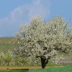 Zeit der Obstblüte