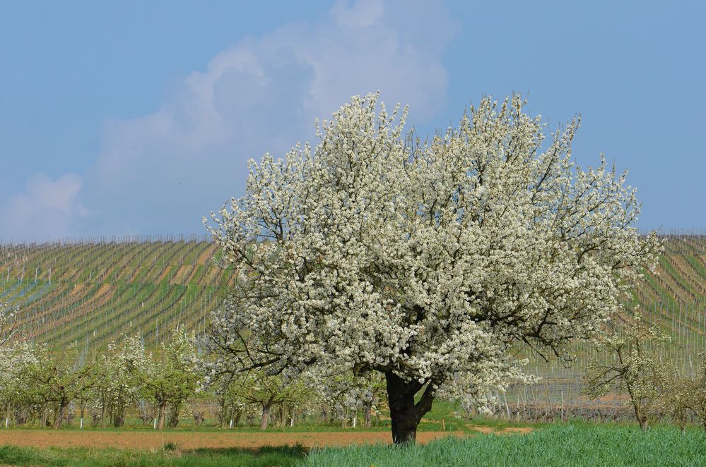 Zeit der Obstblüte