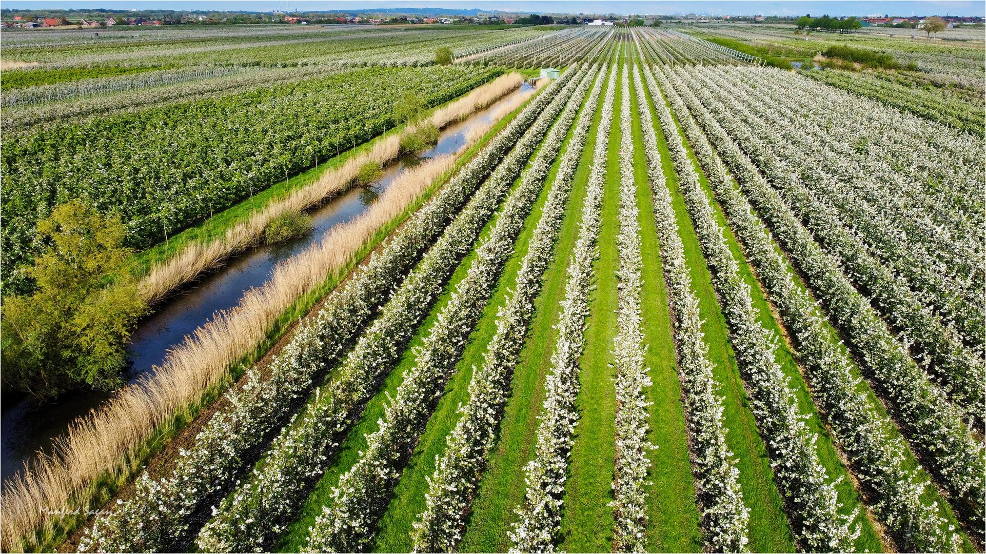 Zeit der Obstblüte im Alten Land