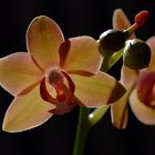 Zeit der Orchidee
