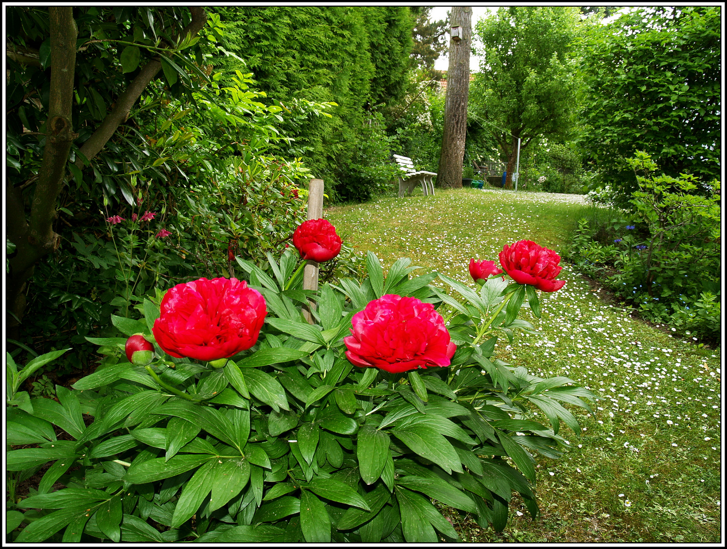 Zeit der Pfingstrosen