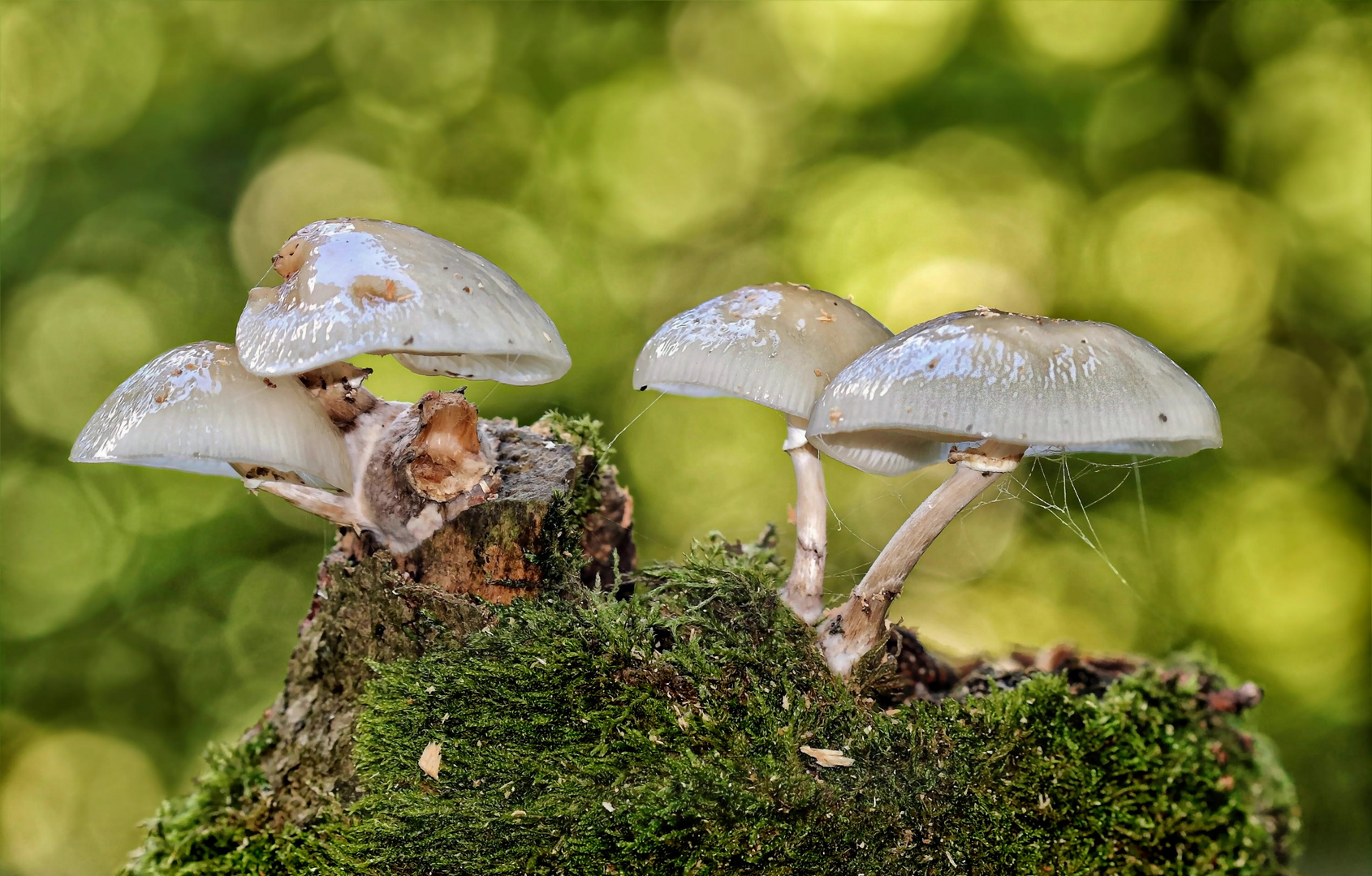 Zeit der Pilze