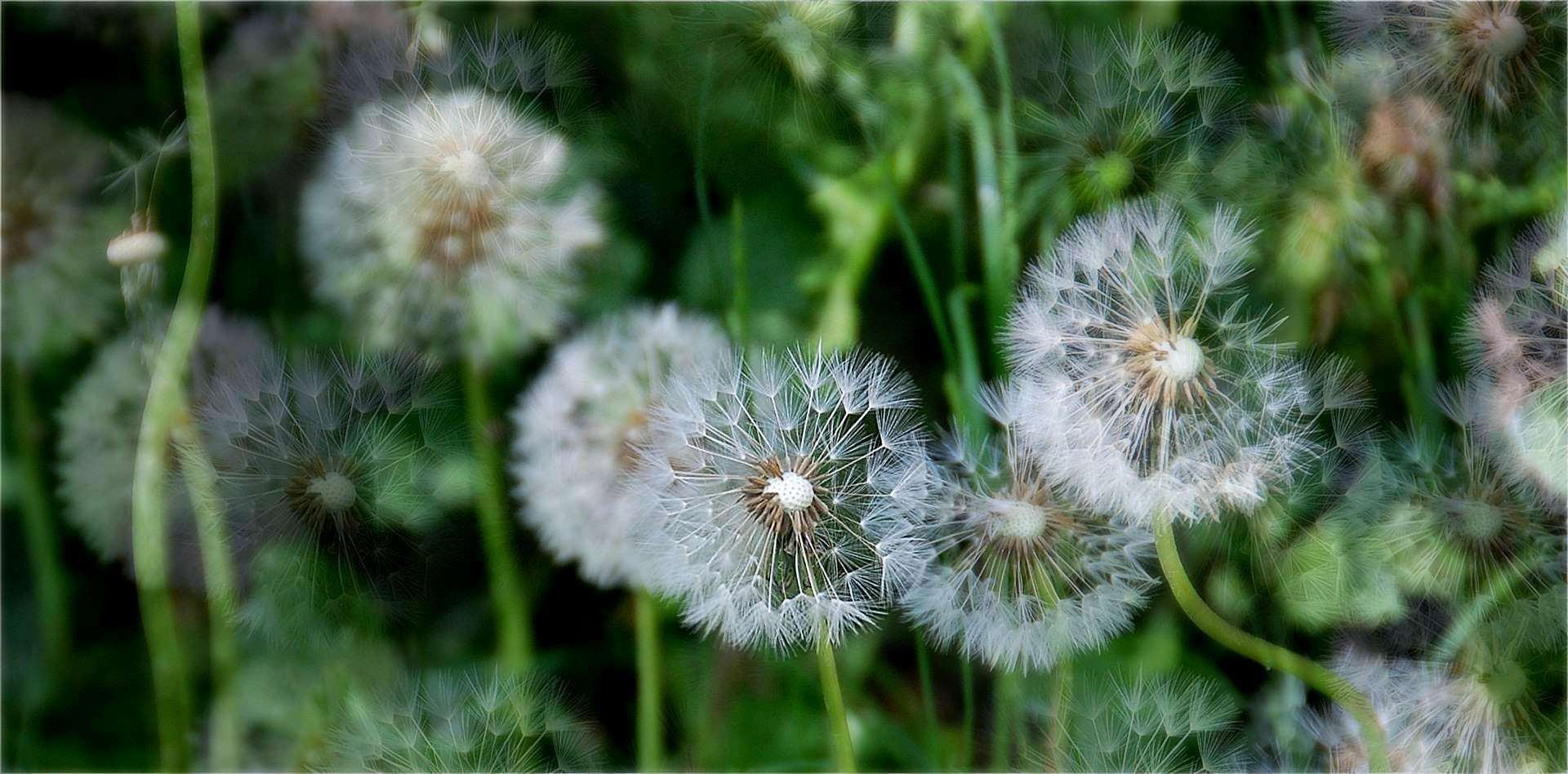 Zeit der Pusteblumen