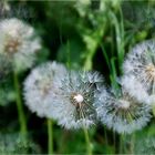 Zeit der Pusteblumen