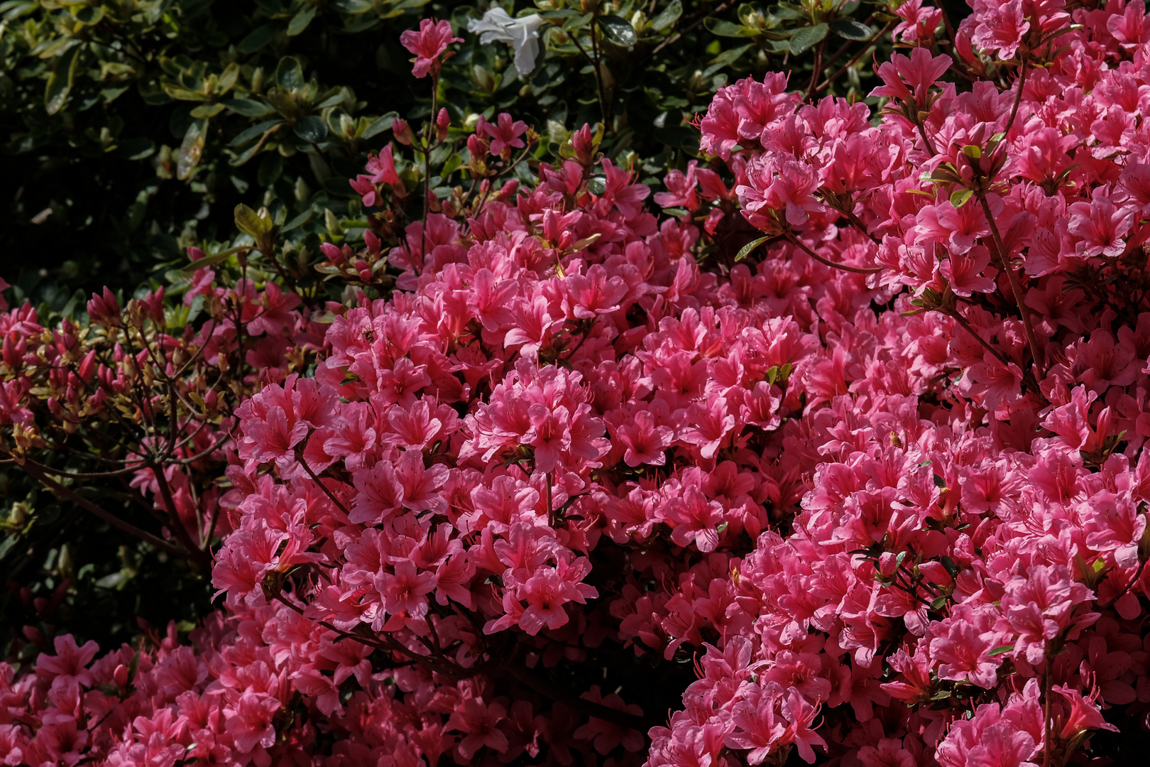 Zeit der Rhododendron 