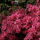 Zeit der Rhododendron 