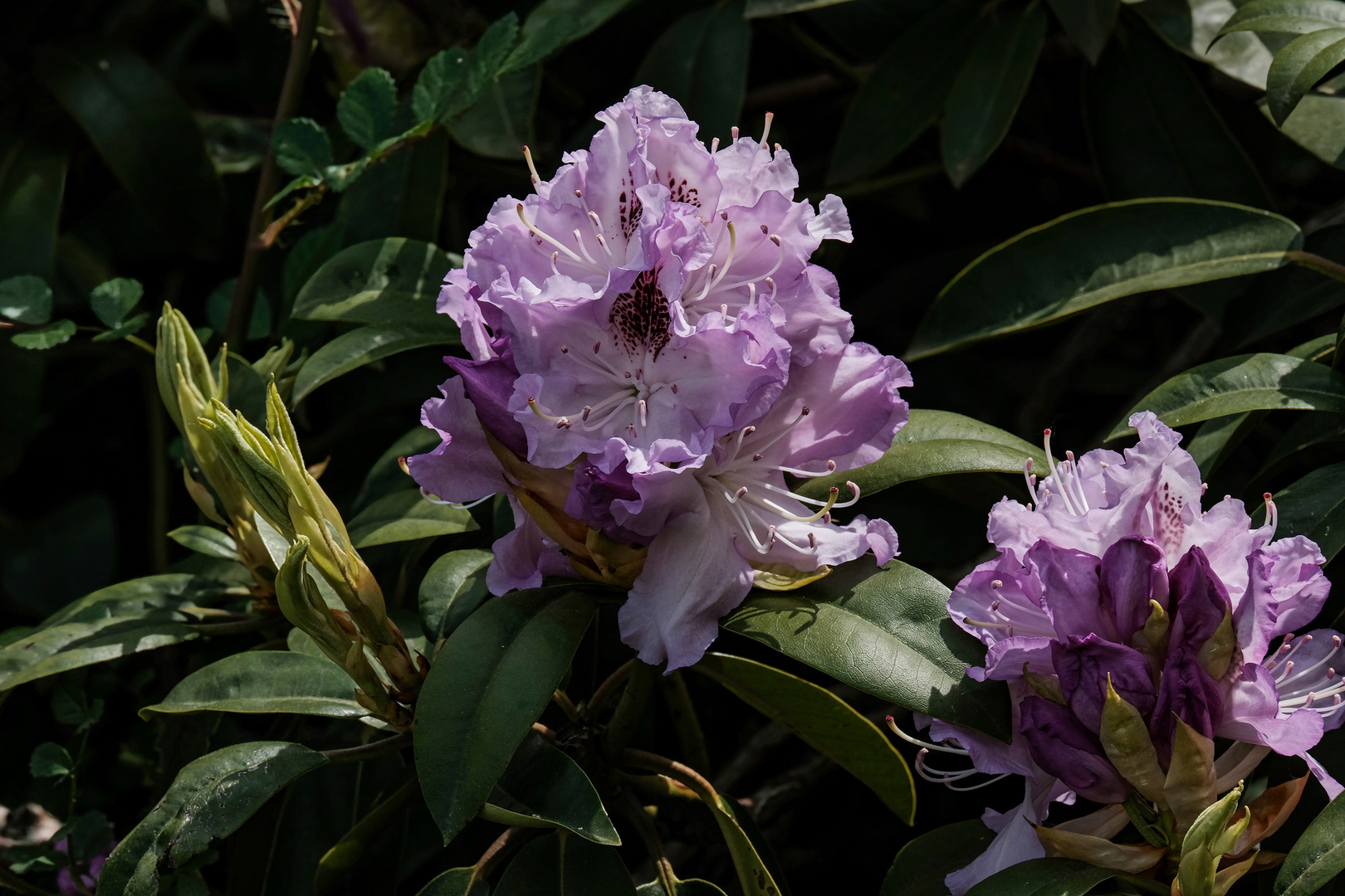 Zeit der Rhododendron II