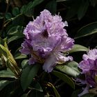 Zeit der Rhododendron II