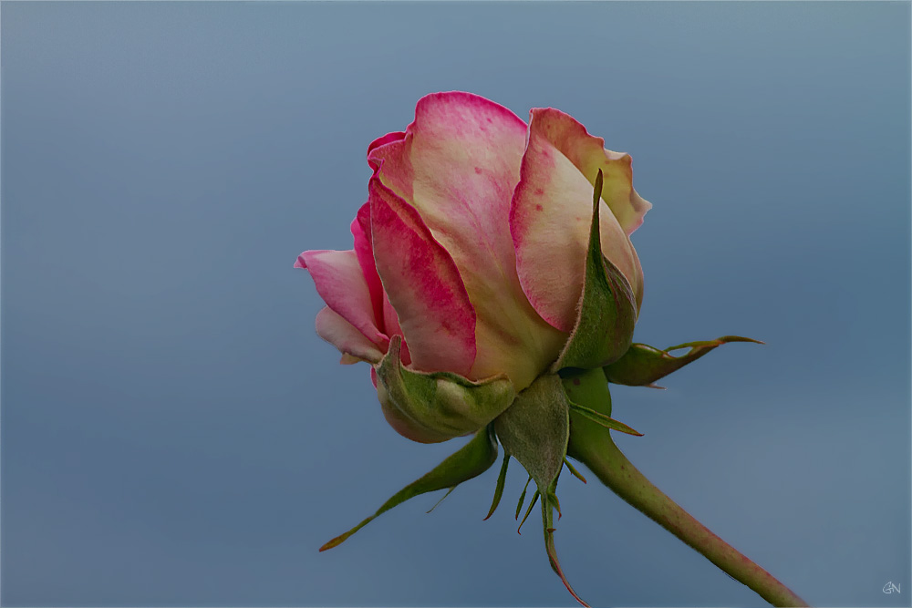 Zeit der Rosen ( 1 )