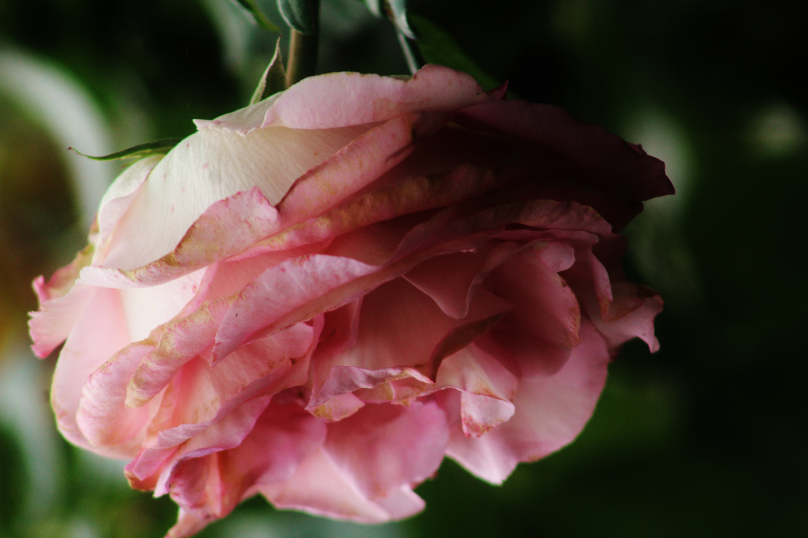 Zeit der Rosen