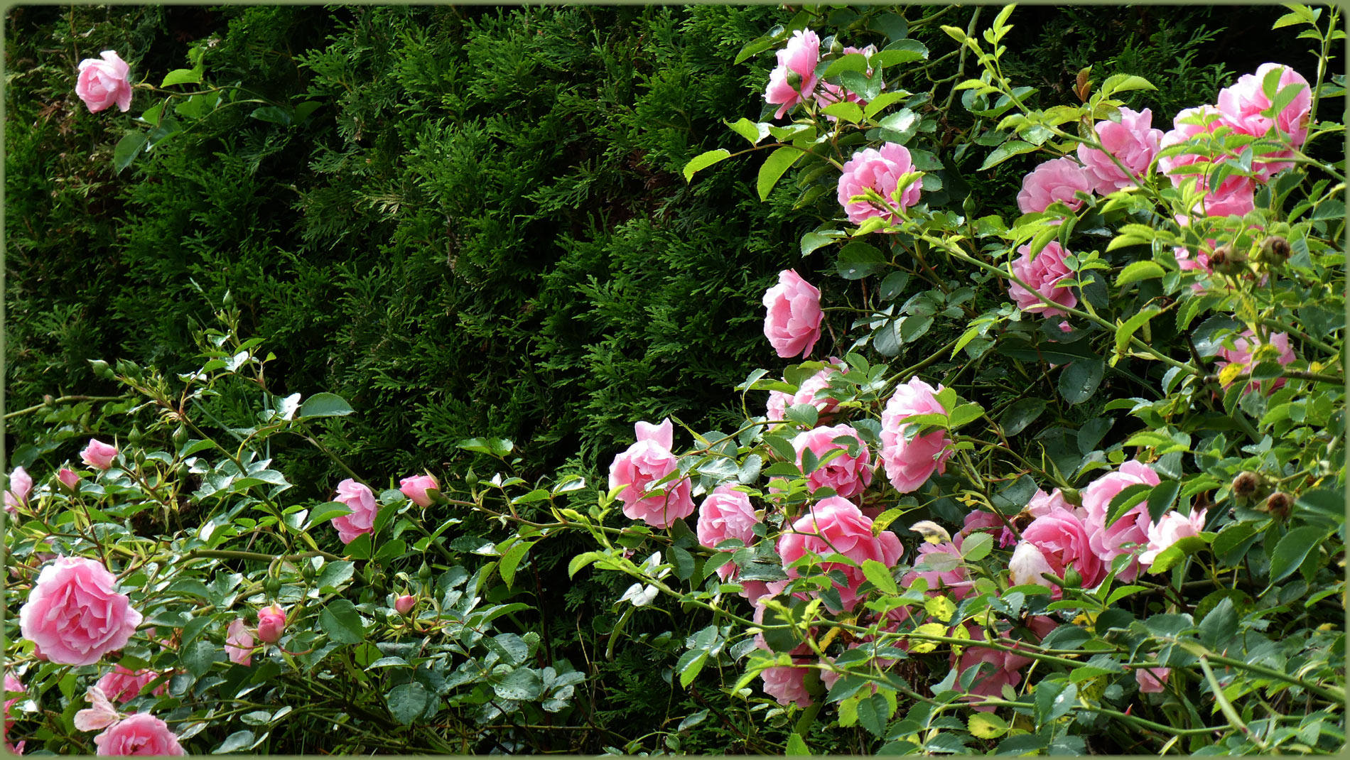 Zeit der Rosen