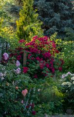 Zeit der Rosen