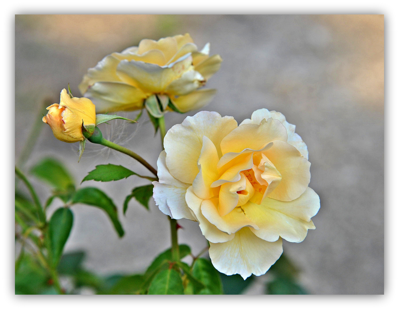 Zeit der Rosen