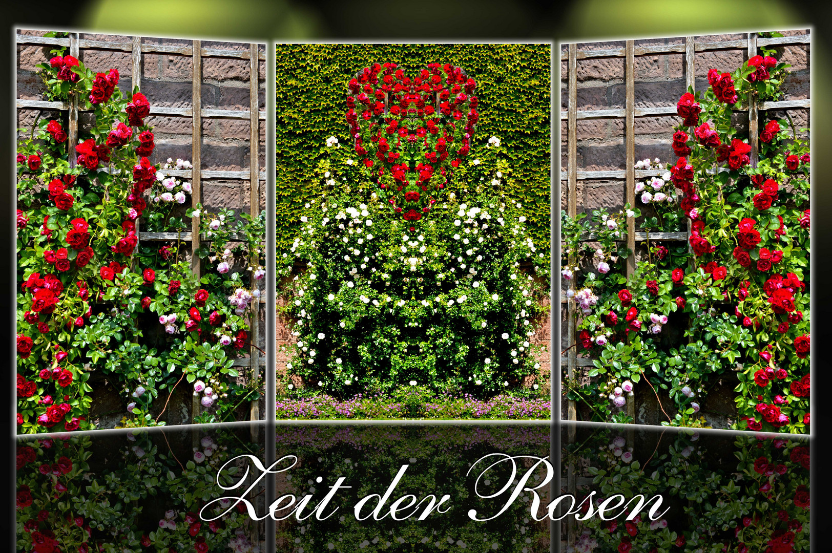 Zeit der Rosen