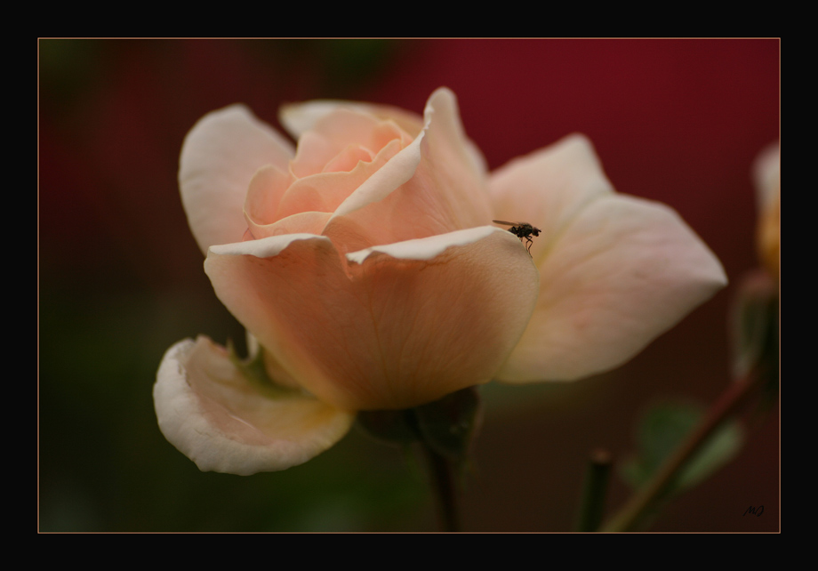 Zeit der Rosen