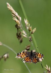 Zeit der Schmetterlinge