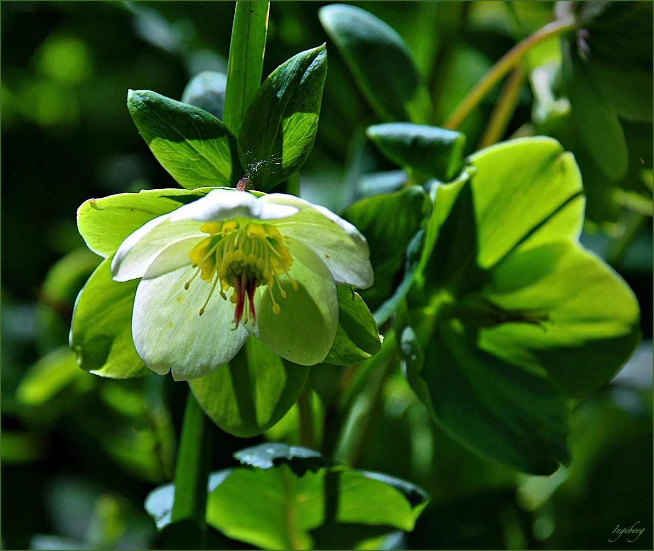 * Zeit der Schnee-Rosen * * *