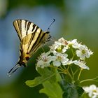 Zeit der Segelfalter  (Iphiclides podalirius)