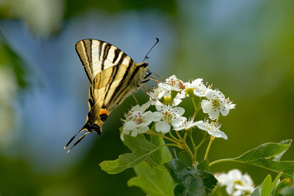 Zeit der Segelfalter  (Iphiclides podalirius)