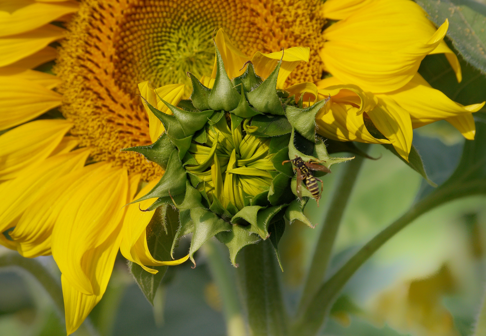 Zeit der Sonnenblume