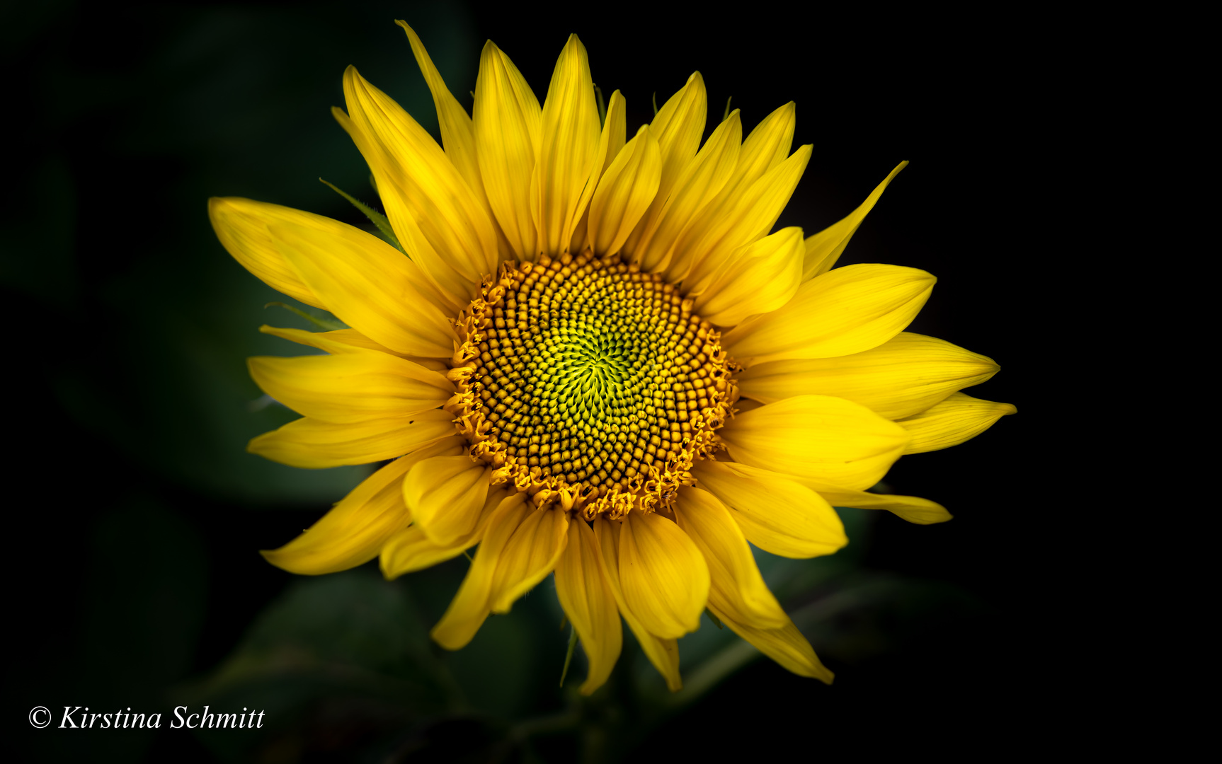 Zeit der Sonnenblume