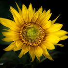 Zeit der Sonnenblume