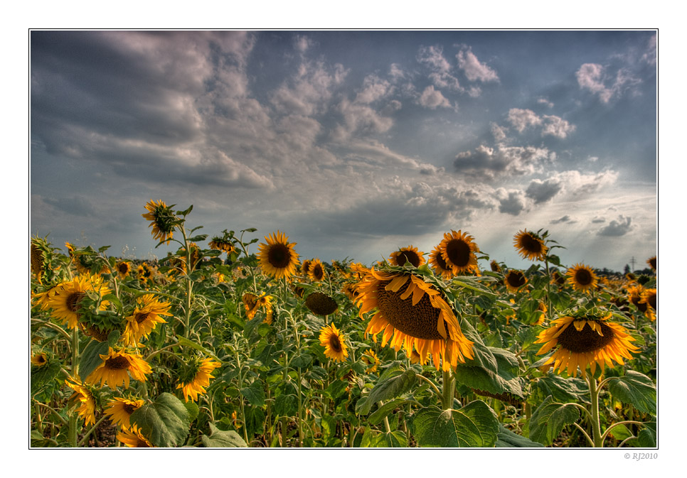 Zeit der Sonnenblumen 2