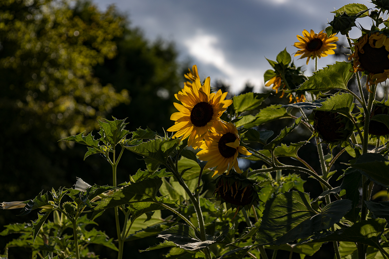 Zeit der Sonnenblumen