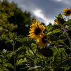 Zeit der Sonnenblumen